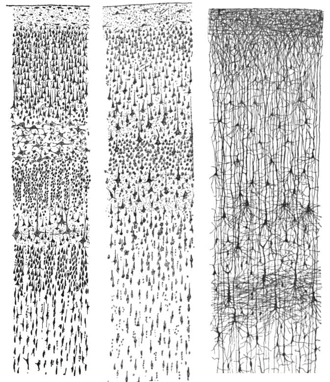 Three panels of Santiago Ramón y Cajal's ink drawings of the cerebral cortex, two showing cell bodies packed into horizontal layers and one showing whole neurons with their branches
